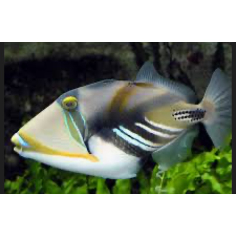 Humu Picasso Triggerfish