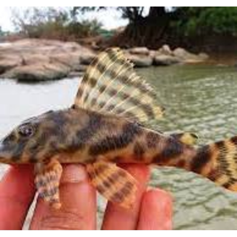 L015 Candy Stripe Pleco (Peckoltia Vittata)