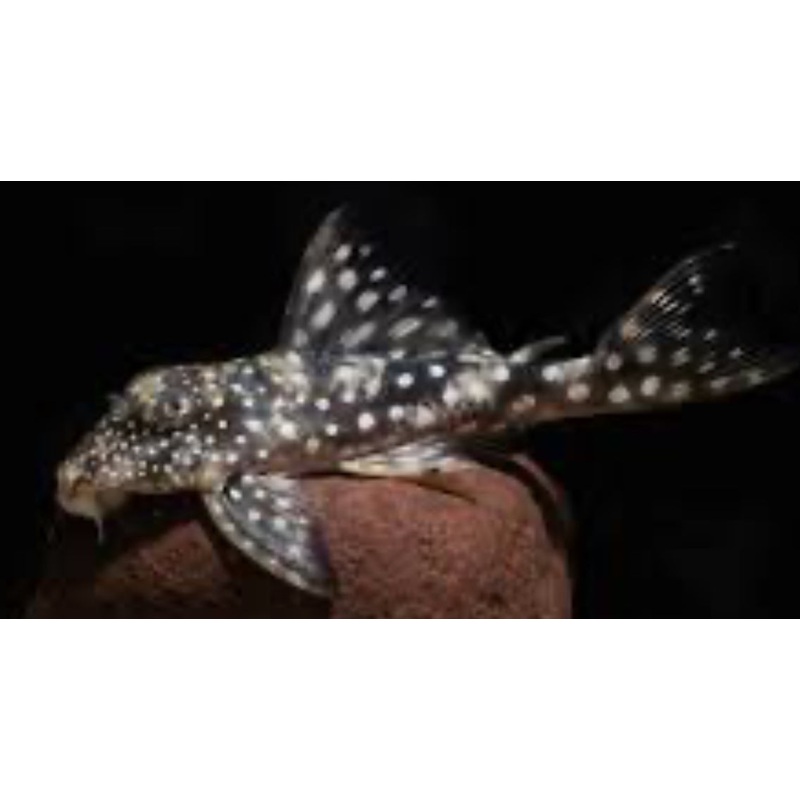 L102 True Inspector Pleco 4"+