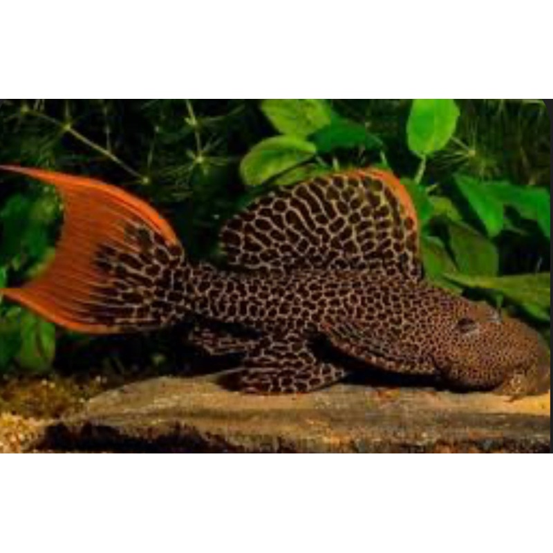 L600 Leopard Cactus Pleco (Pseudacanthicus Leopardus)