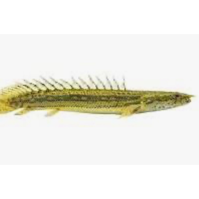 Lapradei Bichir (Polypterus lapradei)