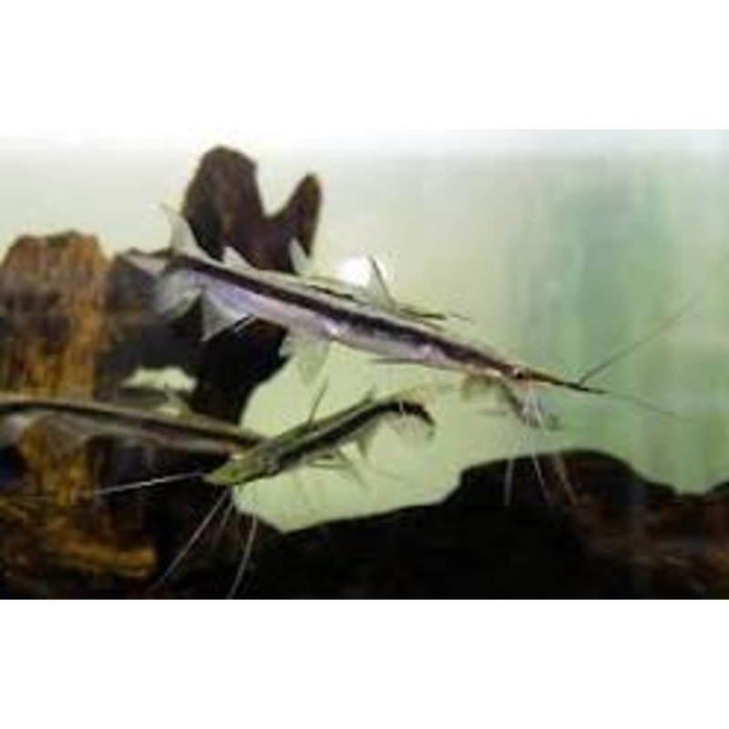 LIMA SHOVELNOSE 3"-4"