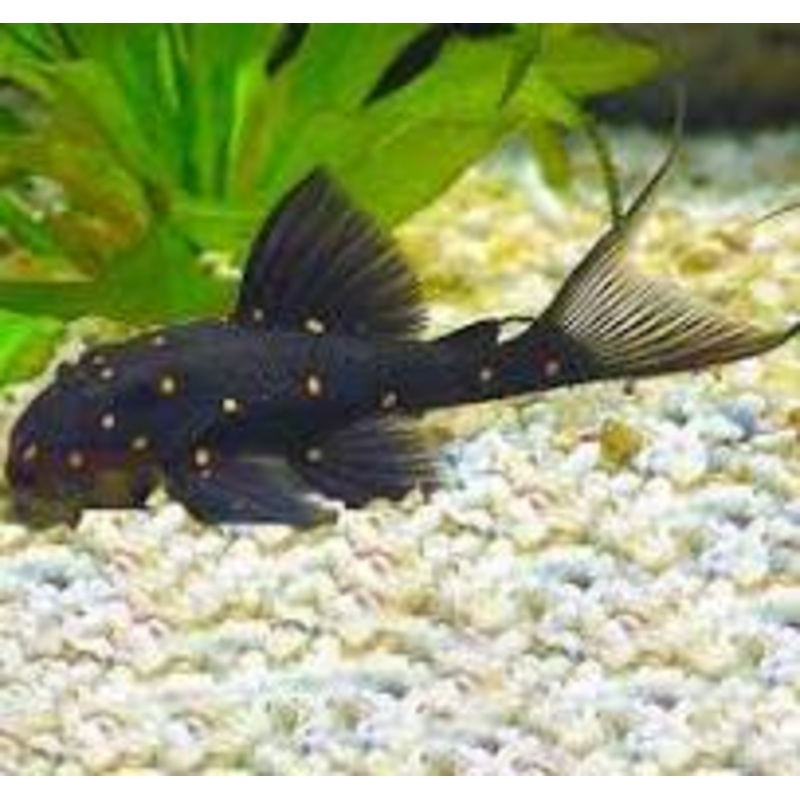 MUSTARD SPOT PLECO LDA031 5
