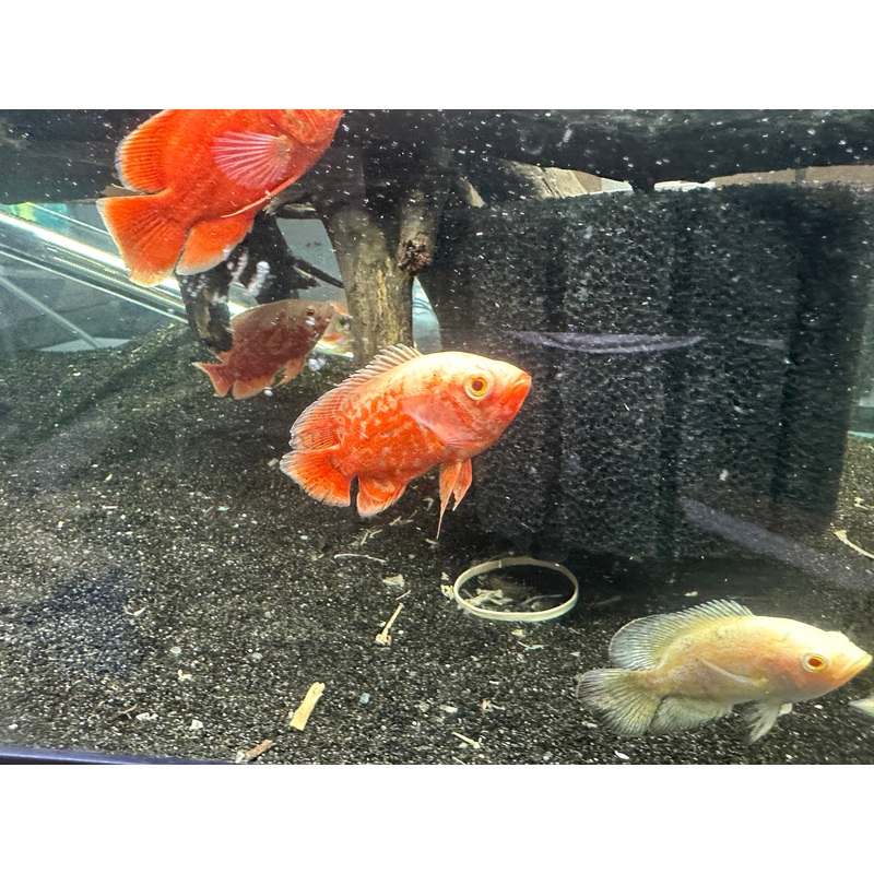 Nemo Tiger Oscar (Astronotus ocellatus)