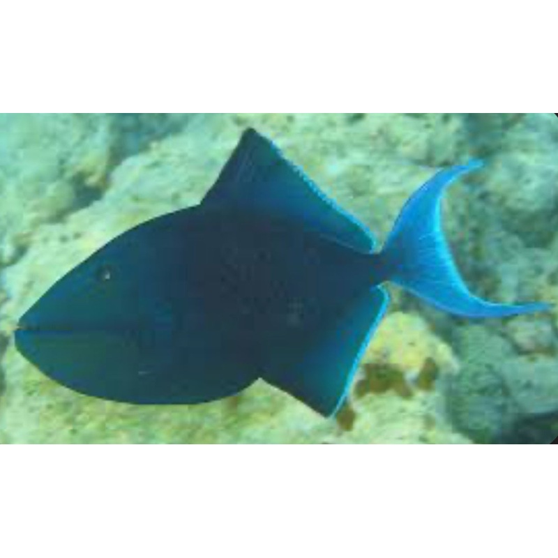 Niger Triggerfish