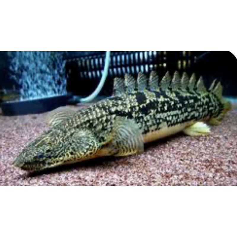 Ornate Bichir (Polypterus ornatipinnis)
