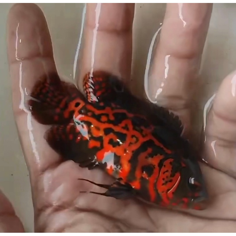 Oscar Copper Leopard (Astronotus ocellatus)