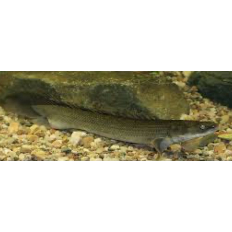 Palmas Bichir (Polypterus palmas)