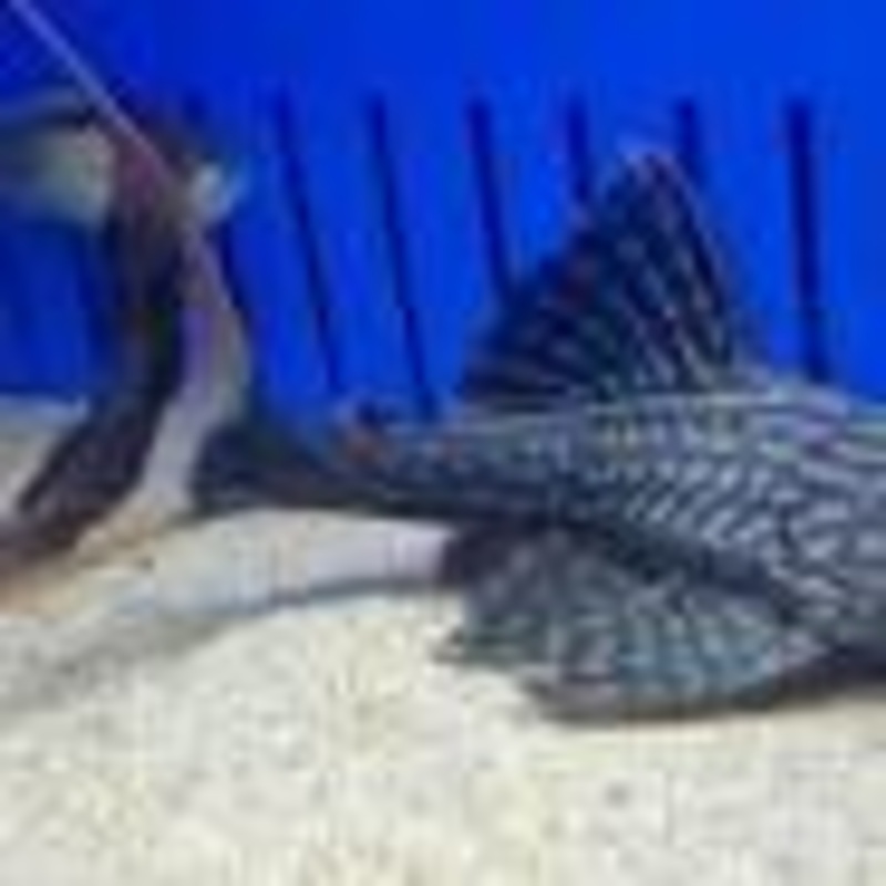 PAPA PLECO L090C