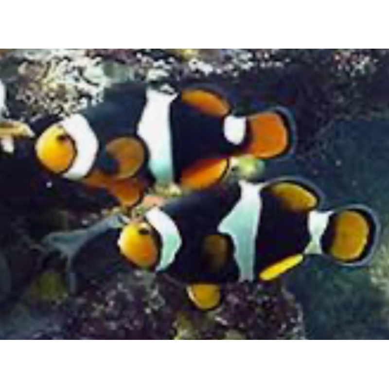 percula clownfish GRADE A Large Soloman Island