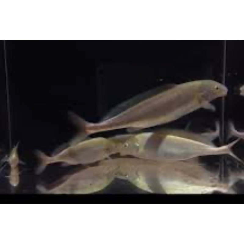 PLATINUM DOLPHIN (MORMYRUS LONGIROSTRIS) 3"-4"