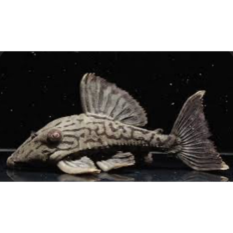 PLECO-L191 (DULL EYE) 17"-20"