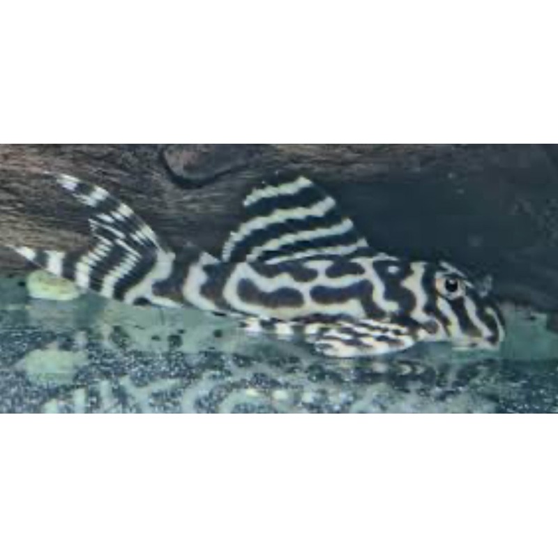 PLECO-L236 (SUPER WHITE) HYPANCISTRUS SP BELLA MONTE 1.5"-2"