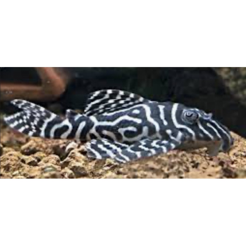 PLECO-L333 (KING TIGER)