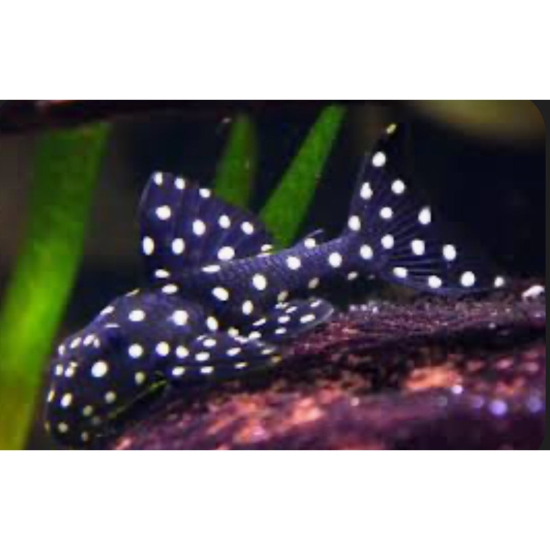 PLECO-L368 (SCOBINANCISTRUS SP)