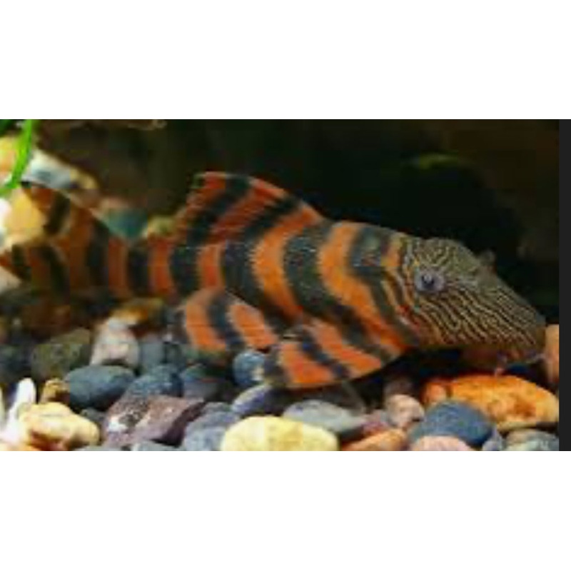 PLECO-L397 (ALANQUER TIGER) TRUE WILD CAUGHT