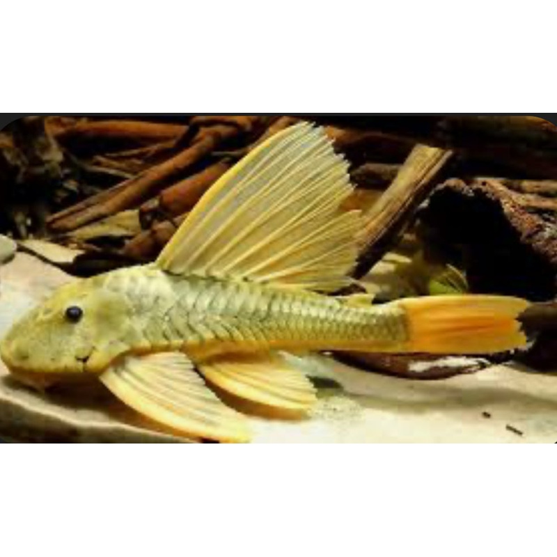 PLECO-LUTEUS