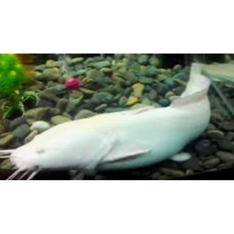 Plotosus canius albino 8"