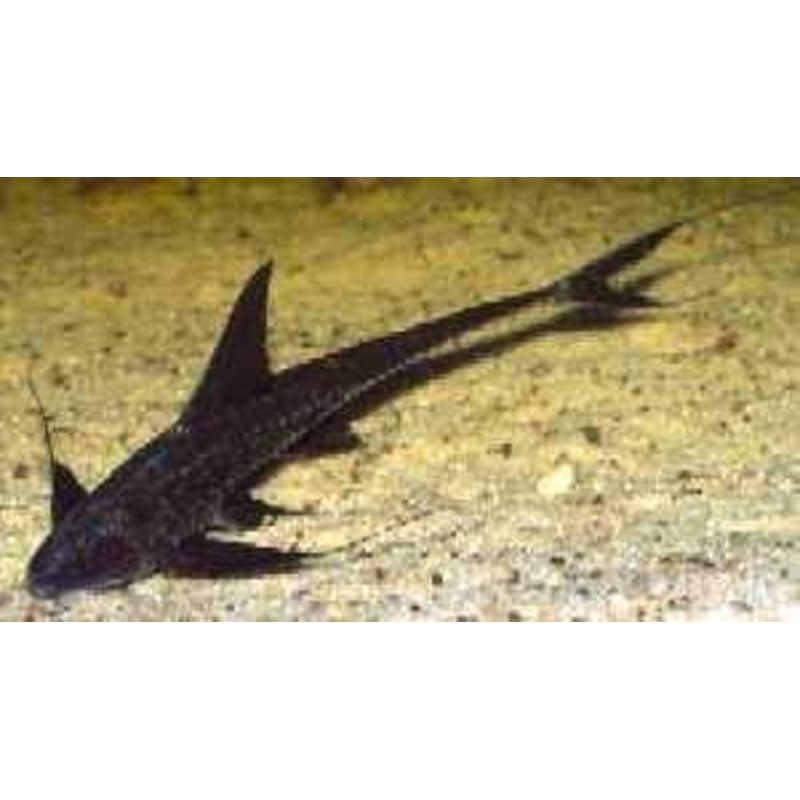 PTEROSTURIOSOMA MICROPS ANTENNA LORICARIA 6"+