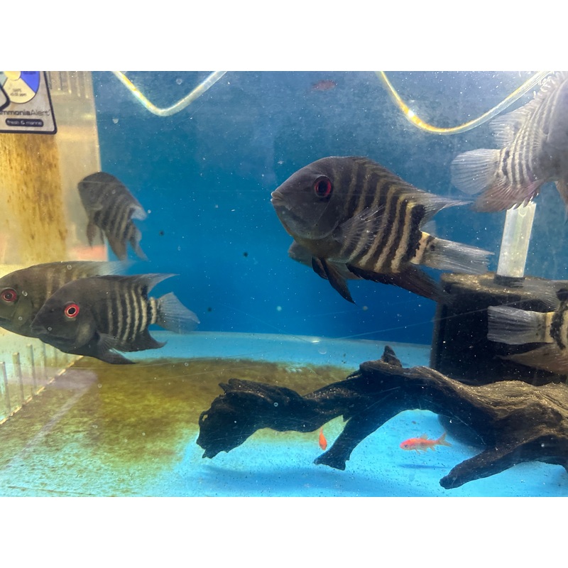 Red Mouthbrooder Severum (Heros liberifer)