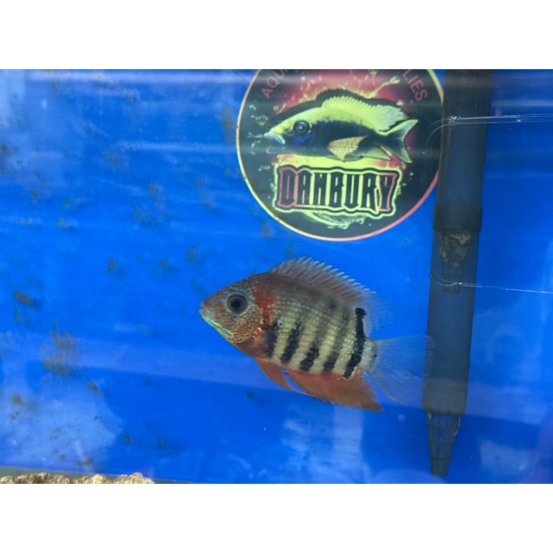 Red Shoulder Severum (Heros Efasciatus)