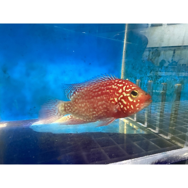 Red Texas Cichlid (Herichthys sp. hybrid)