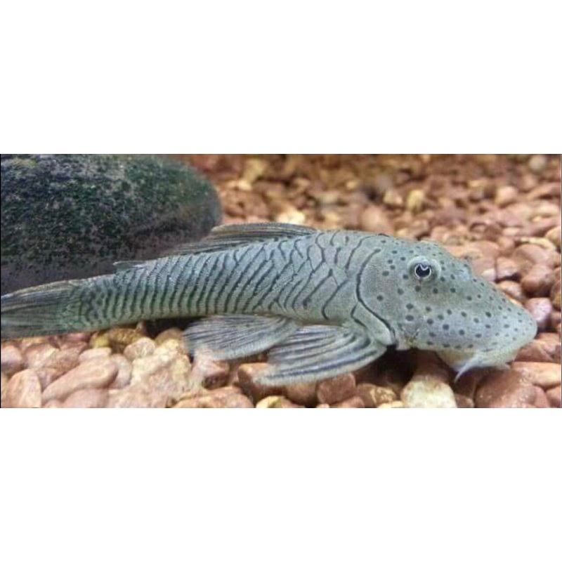 Rubber Pleco