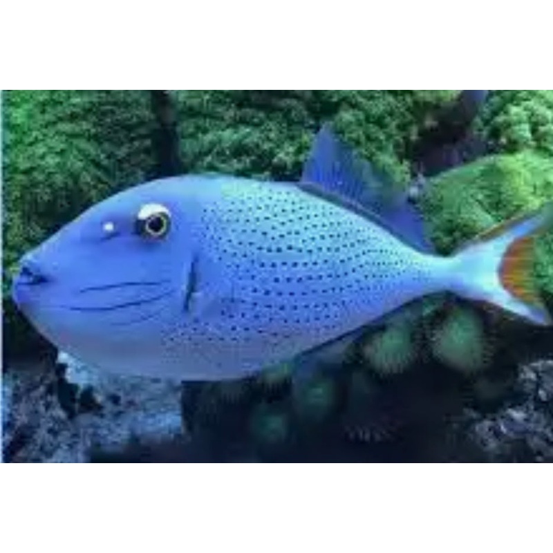 SARGASSUM TRIGGERFISH OR RED TAIL TRIGGERFISH