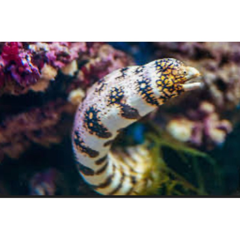 Snowflake Eel 16"-18"+