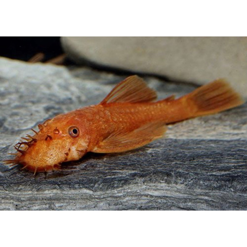 Super Red Bushynose Pleco