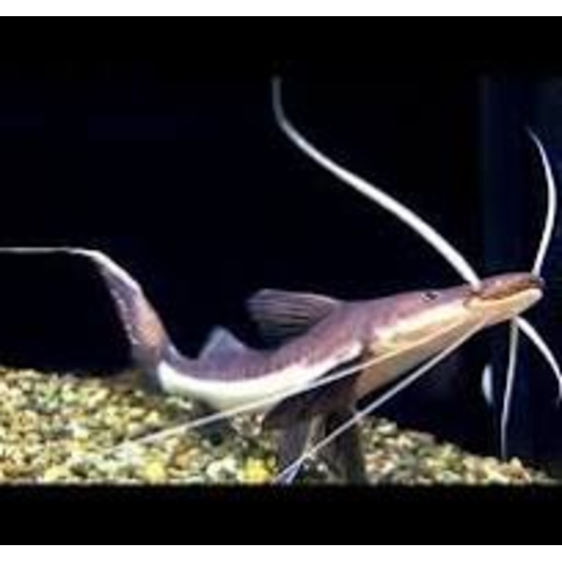 Tabla Barba Slobbering Catfish (Brachyplatystoma Platynemum)4-6