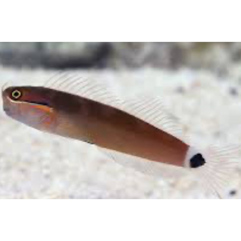 Tail Spot Blenny