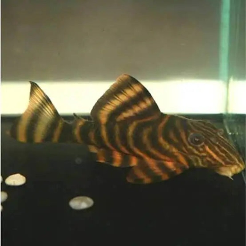 TIGER PECKOLTIA L002 3"
