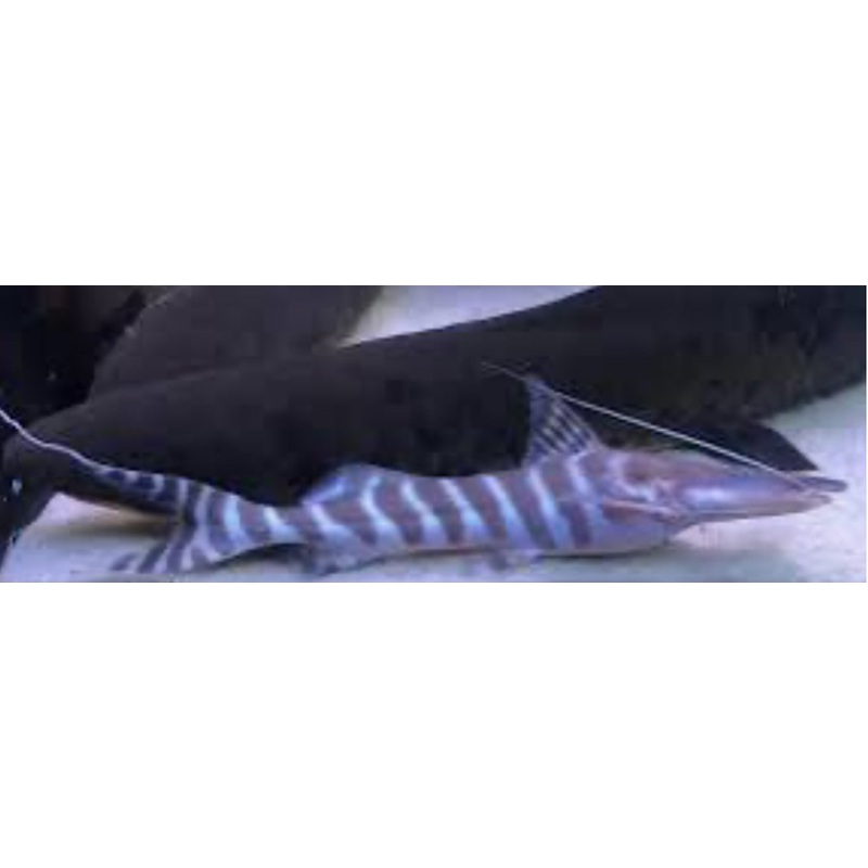 Tigrinus Catfish (Brachyplatystoma tigrinum)