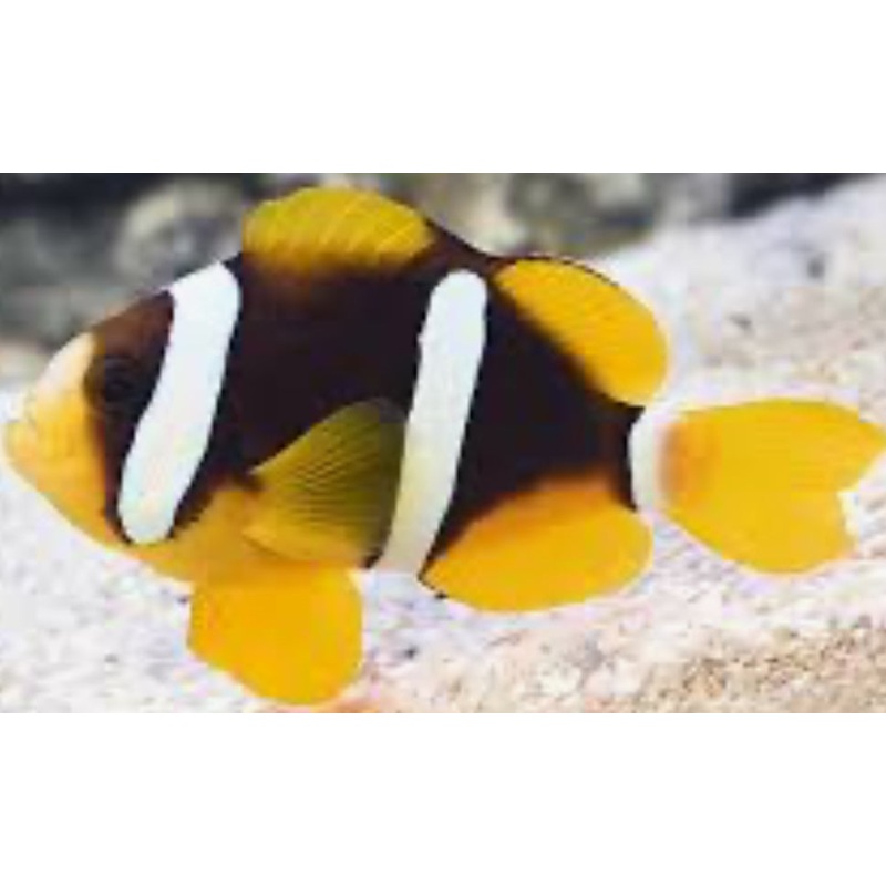 True Clarkii clownfish