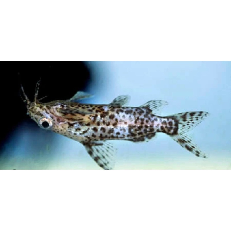 True Upside-Down Catfish
