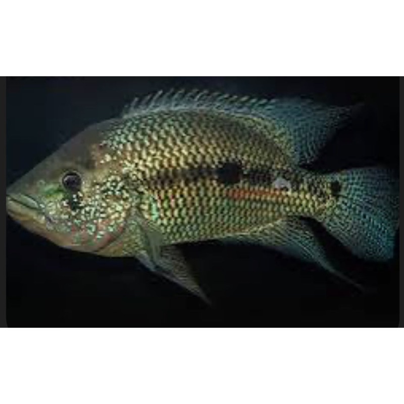 Umbee Cichlid (Kronoheros umbriferus) 3.5"-4"