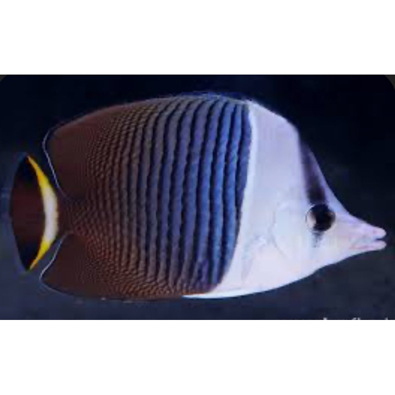White Faced Butterflyfish