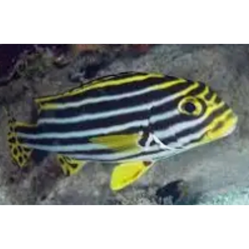 YELLOW LINED SWEETLIPS OR STRIPED SWEETLIPS FISH