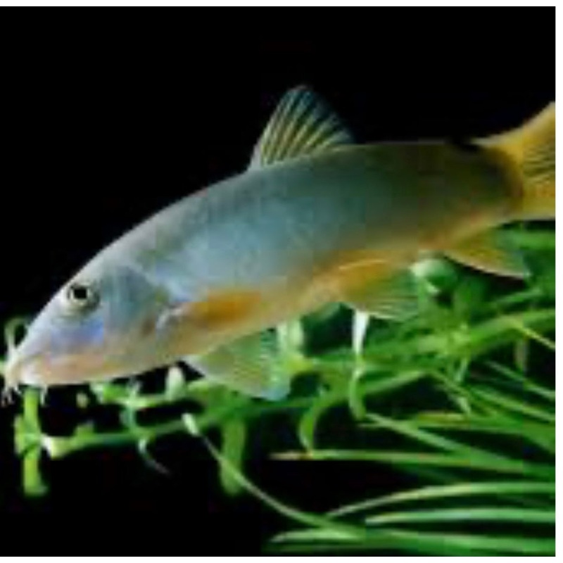 Yellowtail Botia