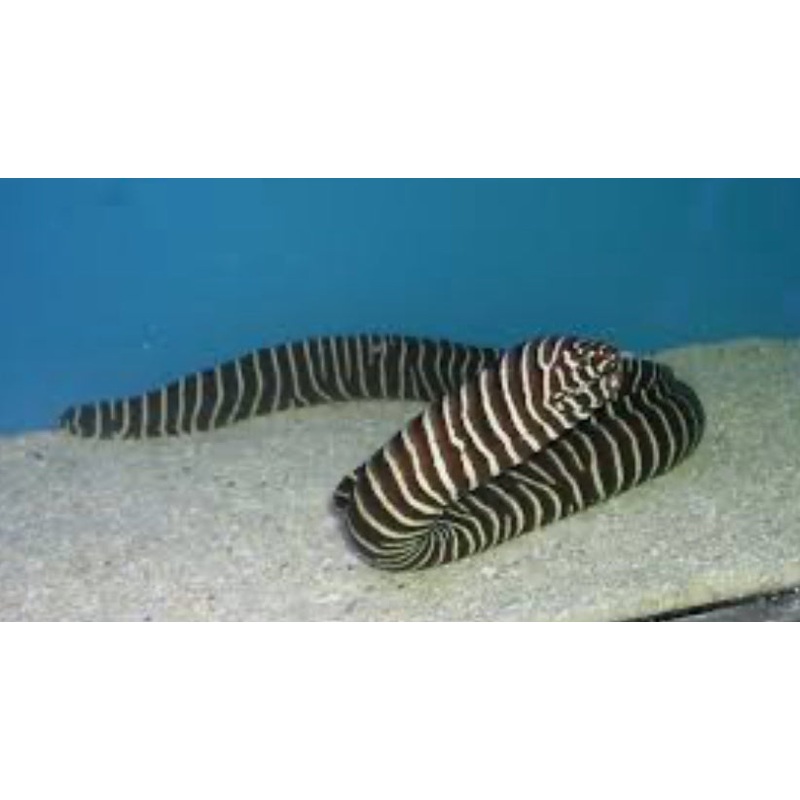 Zebra Eel 22"-25"