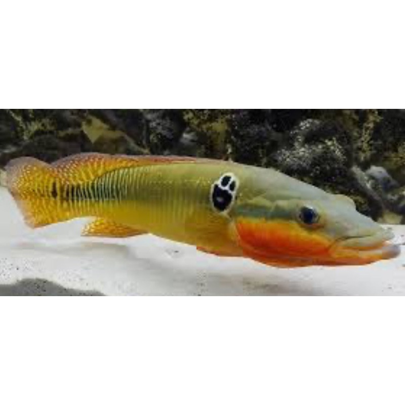Zebrina Pike Cichlid (Crenicichla Zebrina)