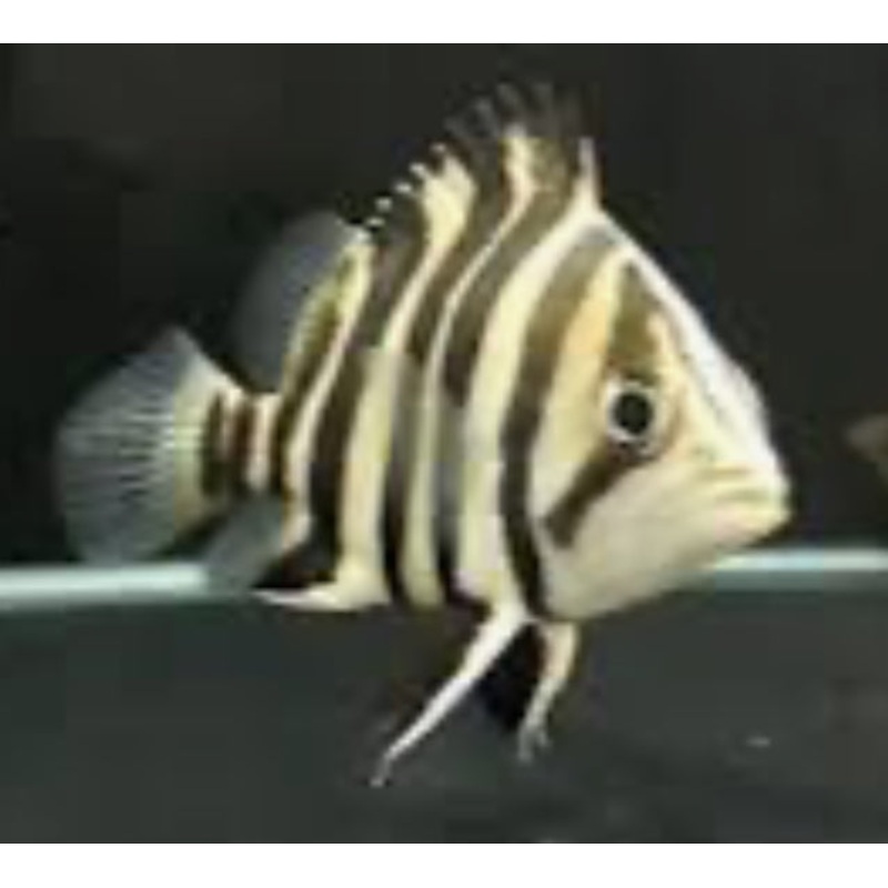 4 Bar Sumatra Datnoid Tiger Fish (Datnioides Microlepis)