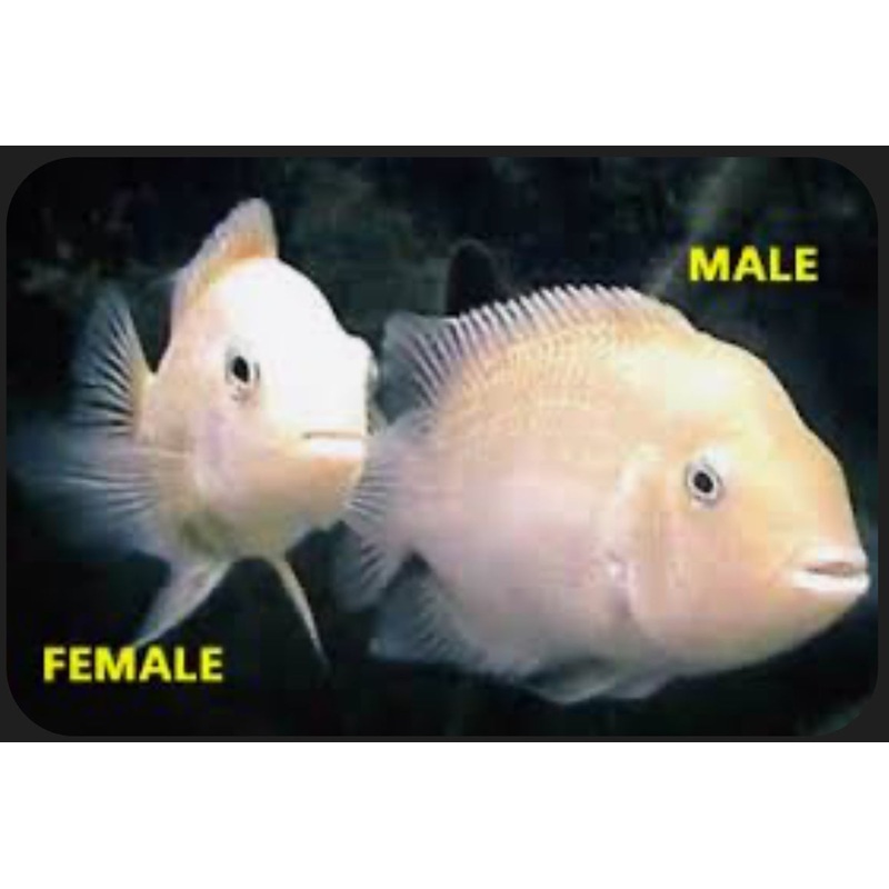 Albino Convict Cichlid 5