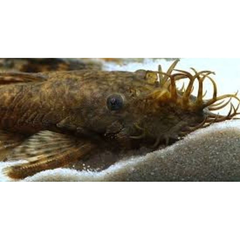 Ancistrus sp. Bushmouth LDA072
