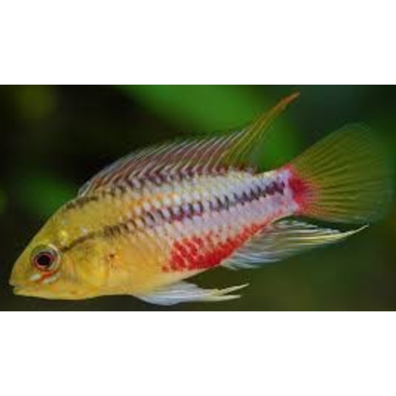 Apistogramma cf. alacrina "D18"