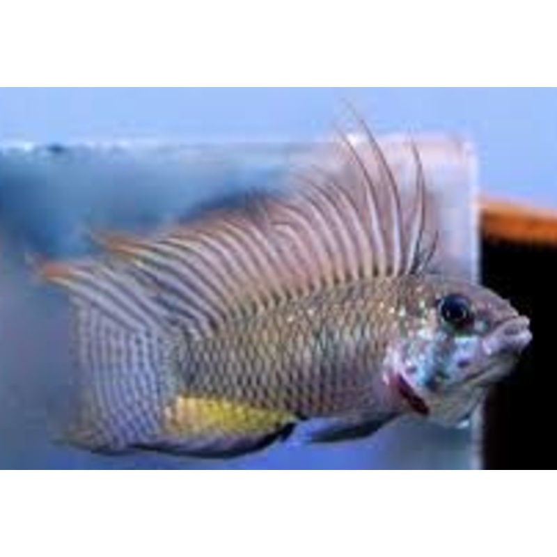 Apistogramma megaptera