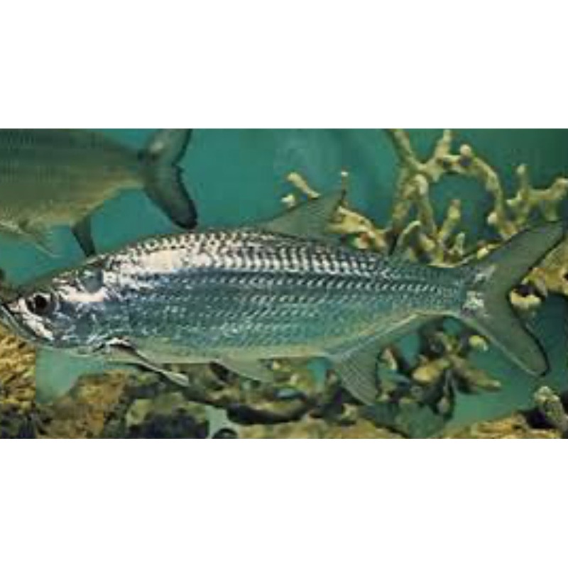 Atlantic Freshwater Tarpon (Megalops atlanticus) 4"-5"