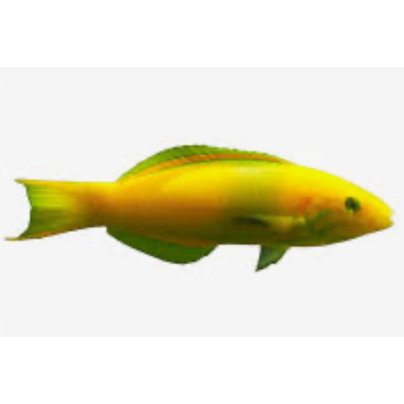 Banana Wrasse LG/Juv