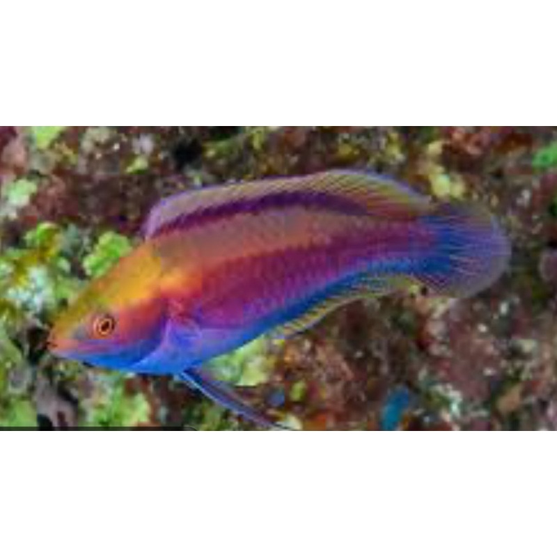 Beau's Fairy Wrasse : Male (RARE)